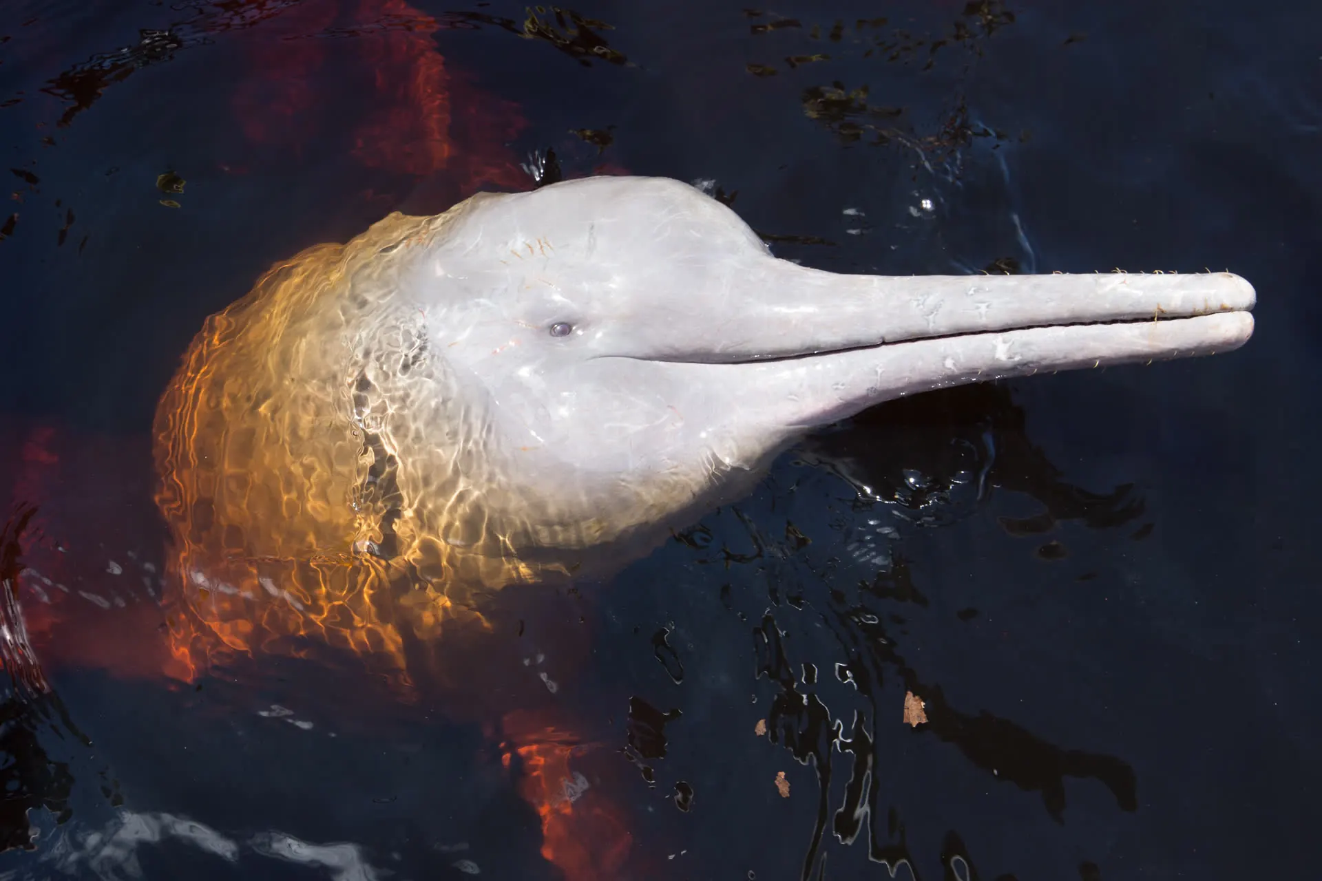 Delfín rosado del Amazonas asomando en el río