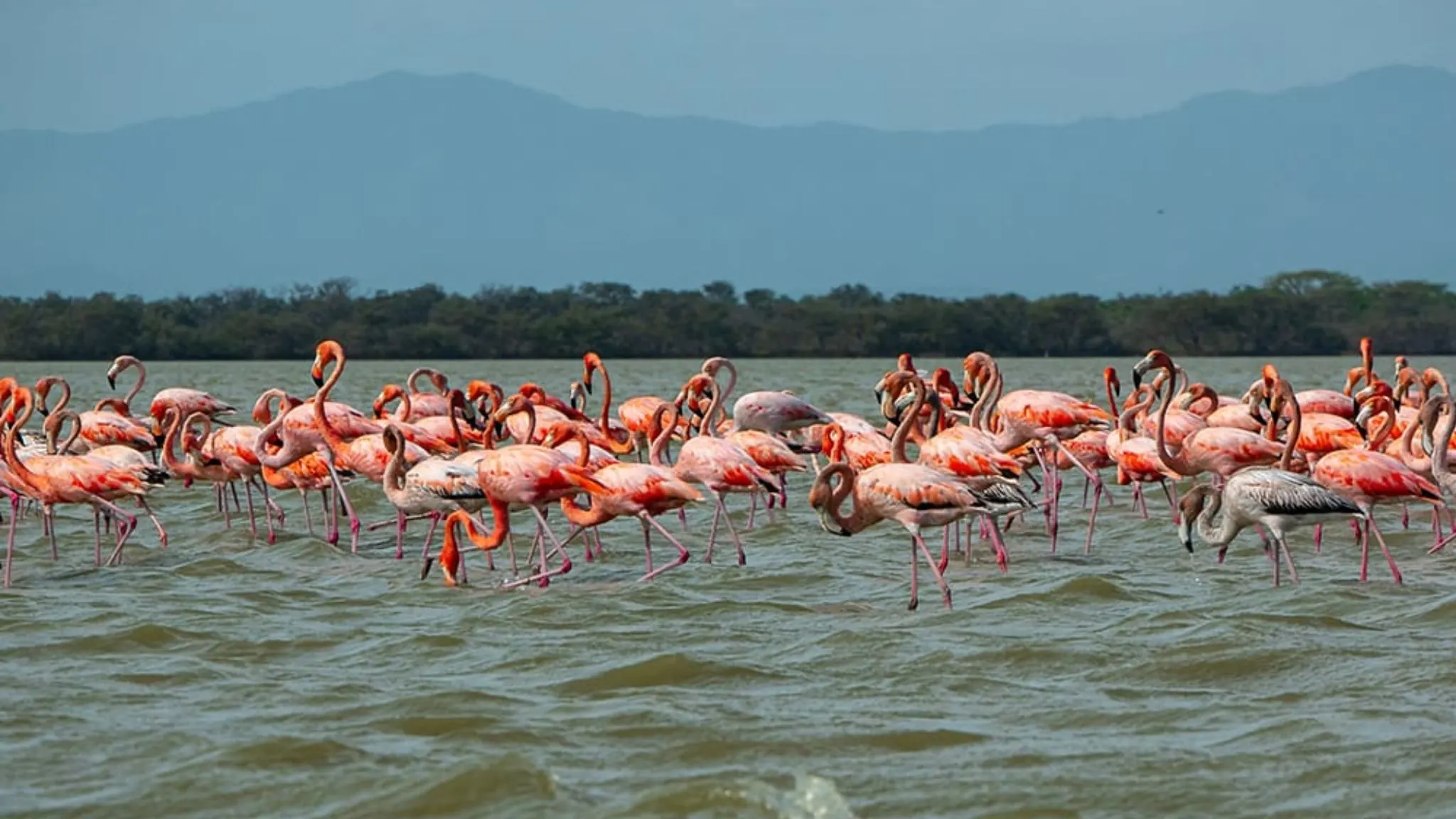 Bandada de flamencos rosados volando